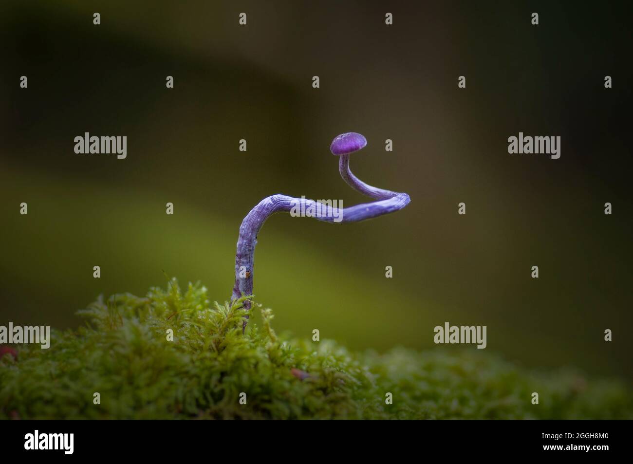 questo funghi splendidamente colorato è difficile da vedere sul pavimento della foresta, ma se si guarda da vicino si può spesso trovare molti di loro. Foto Stock