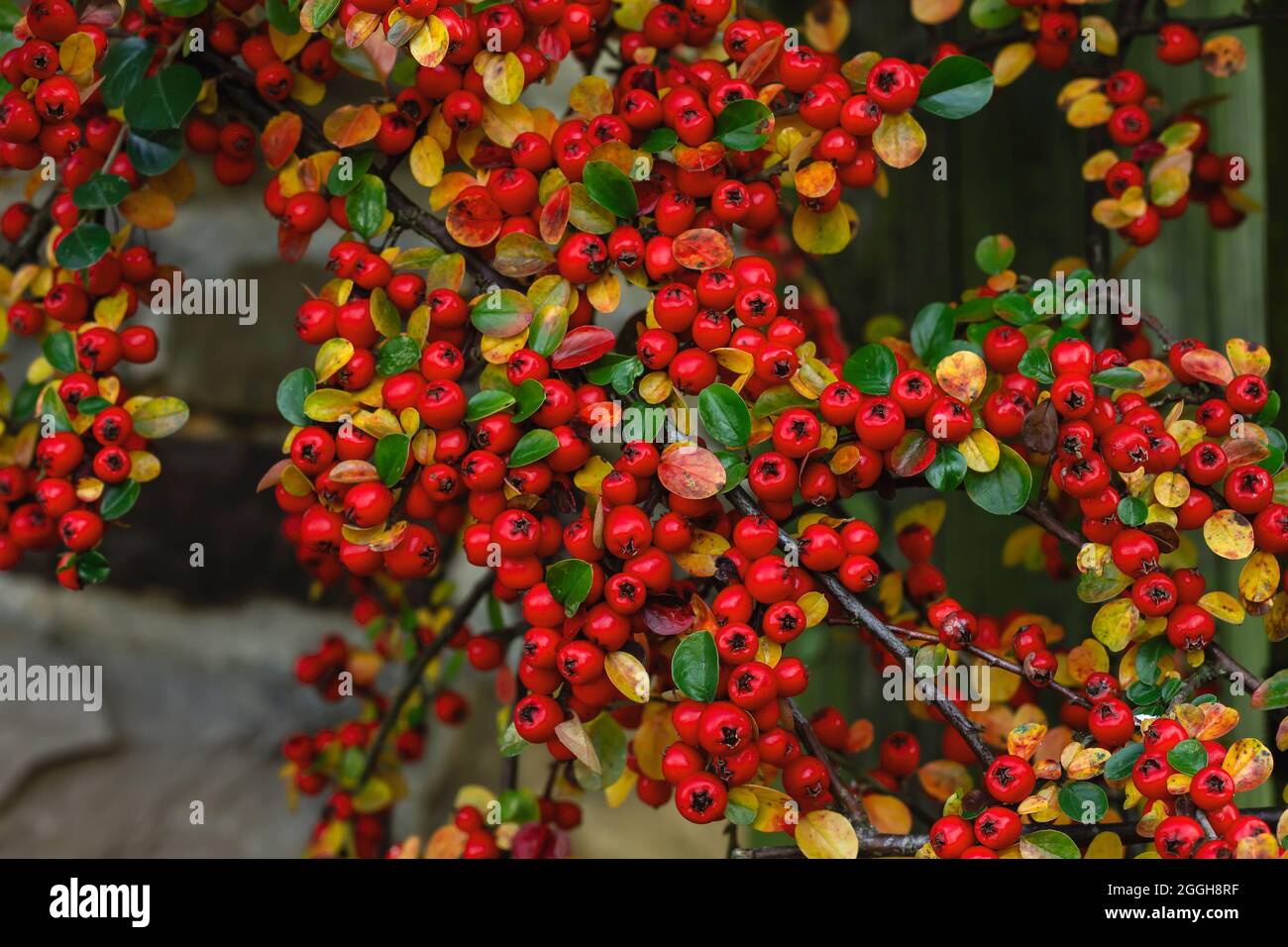 Cotoneaster horizontalis o parete cotoneaster bacche rosse Foto Stock