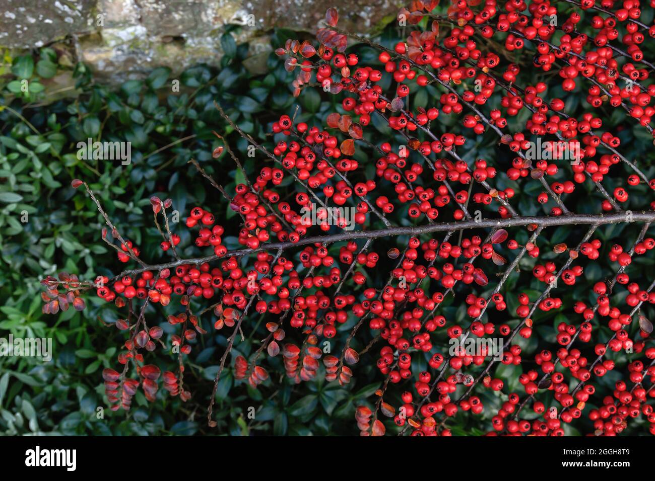Cotoneaster horizontalis o parete cotoneaster bacche rosse Foto Stock