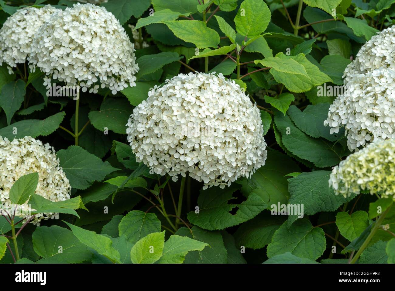 HYDrangea Arborescens 'Annabellea' autunno estate autunno fioritura pianta con un fiore bianco estate, foto di scorta immagine Foto Stock