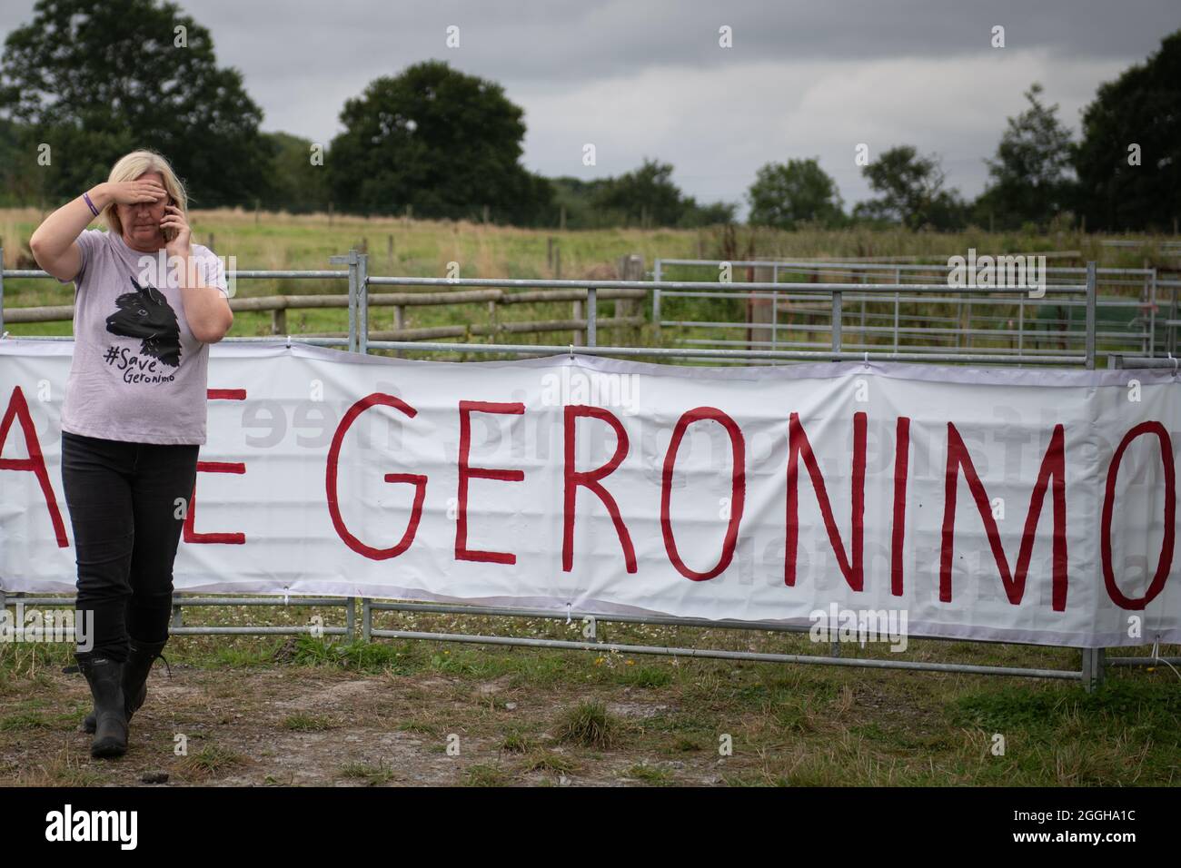 Shepherds Close Farm, Wotton-under-Edge, Gloucestershire, Regno Unito. 31 agosto 2021. Helen Macdonald, il proprietario di Geronimo, dà una dichiarazione emotiva al Foto Stock