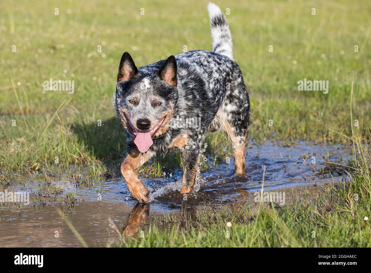 Giovane maschio Australian Cattle Dog (Blue Heeler) che cammina attraverso un laghetto Foto Stock