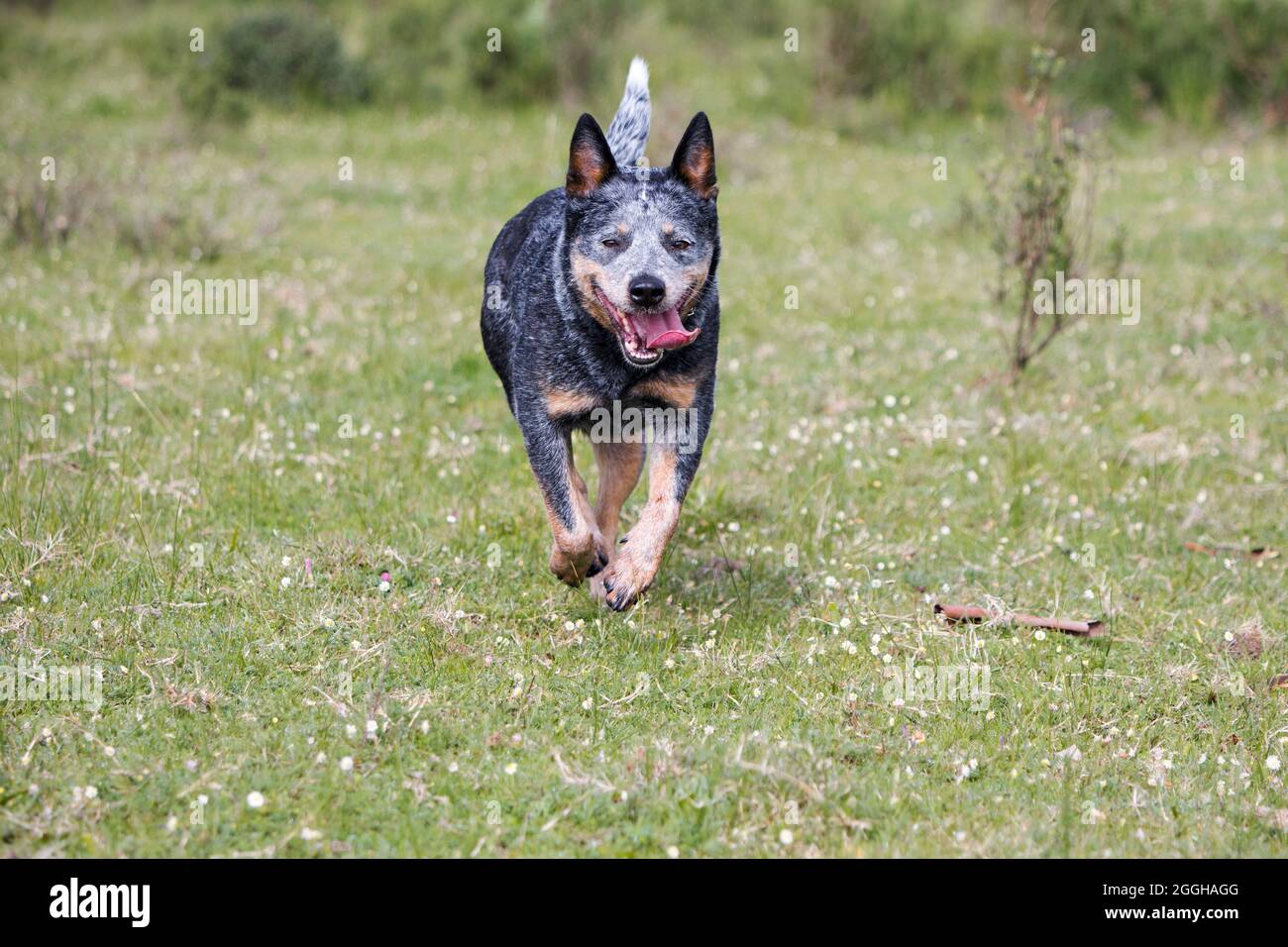 Femmina Australian Cattle Dog (Blue Heeler) che corre verso la macchina fotografica Foto Stock