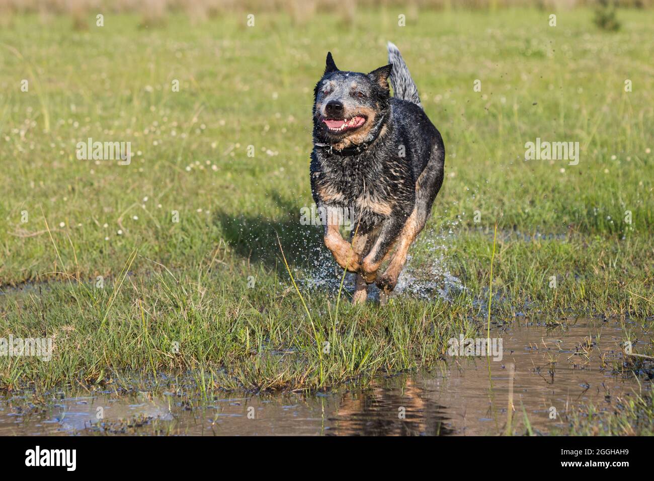 Femmina Australian Cattle Dog (Blue Heeler) che corre verso la macchina fotografica attraverso un po' d'acqua Foto Stock