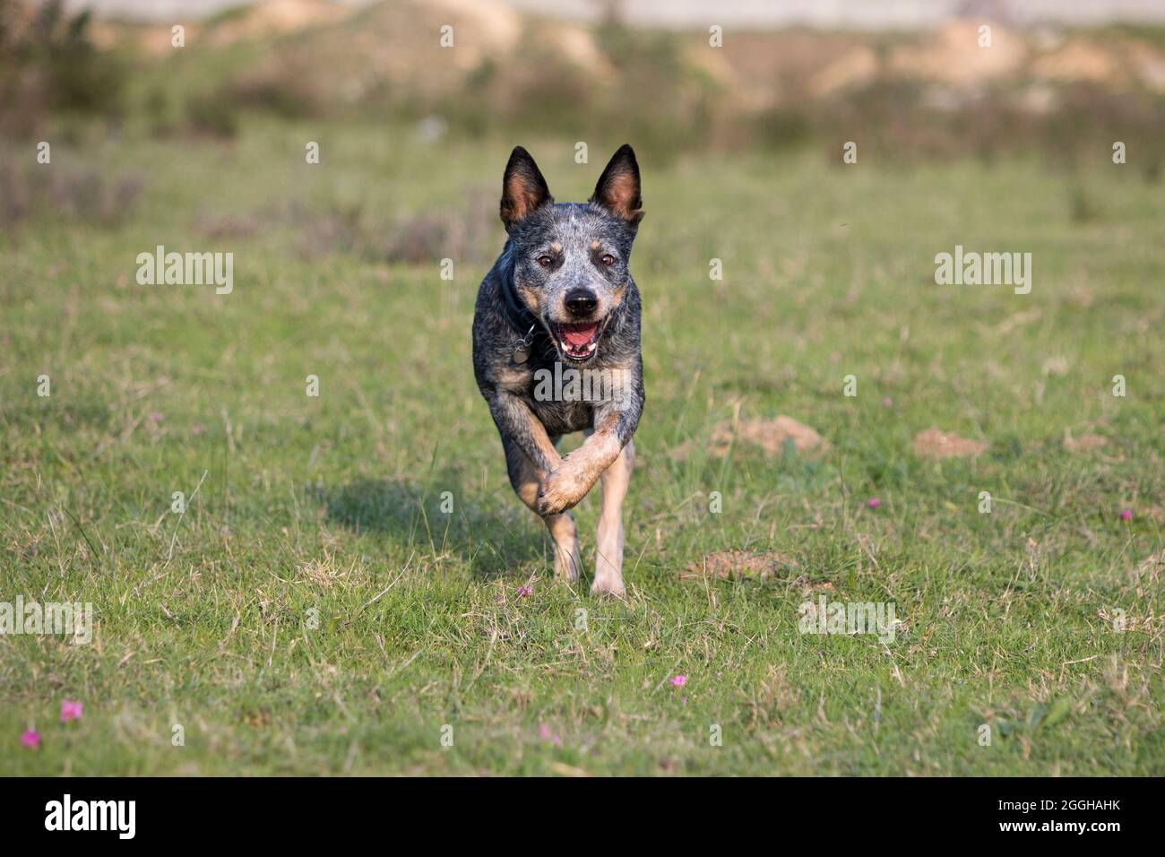 Femmina Australian Cattle Dog (Blue Heeler) che spinting verso la macchina fotografica Foto Stock