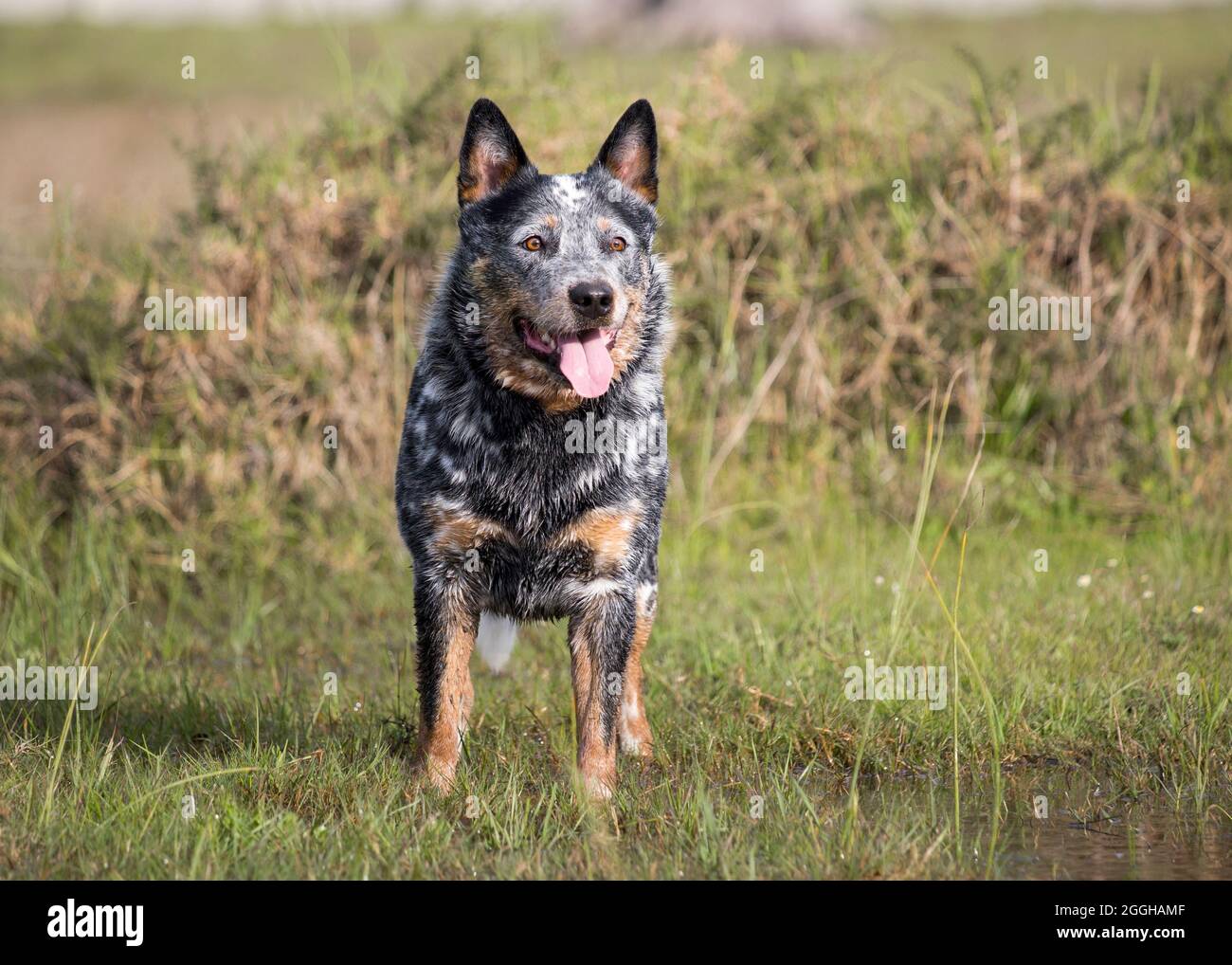 Giovane maschio Australian Cattle Dog (Blue Heeler) in piedi nel campo di erba di fronte alla macchina fotografica Foto Stock