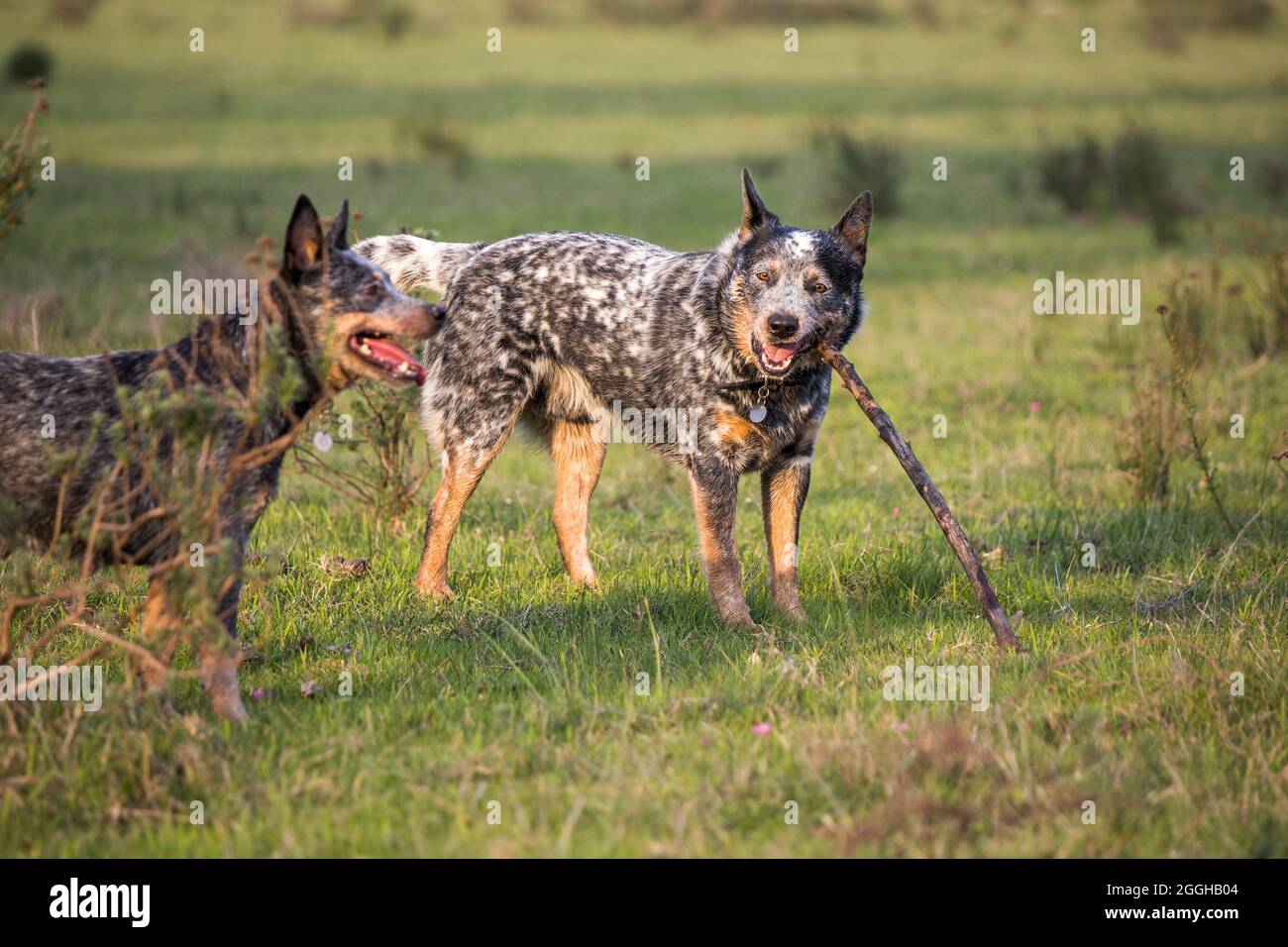 Giovane maschio Australian Cattle Dog (Blue Heeler) in piedi masticare un bastone e giocare Foto Stock