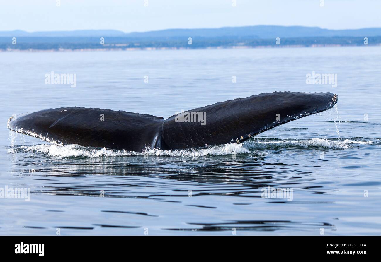 Whale watching sul fiume San Lorenzo in Tadoussac, Quebec, Canada Foto Stock