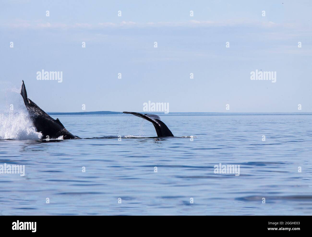 Whale watching sul fiume San Lorenzo in Tadoussac, Quebec, Canada Foto Stock