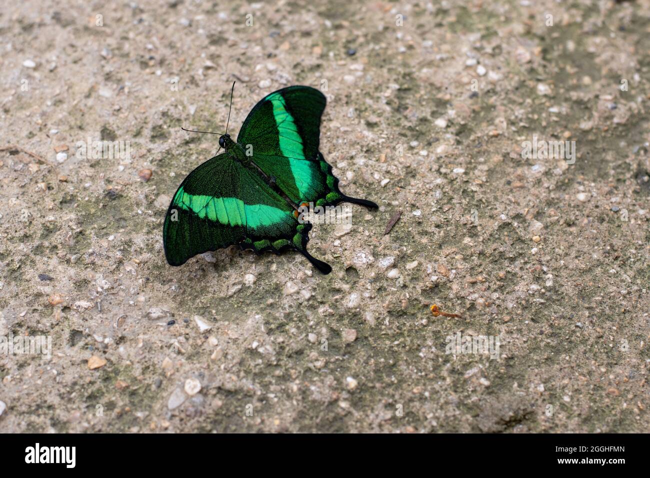 Papilio palinuro - Smeraldo coda di rondine - farfalla su un muro Foto Stock