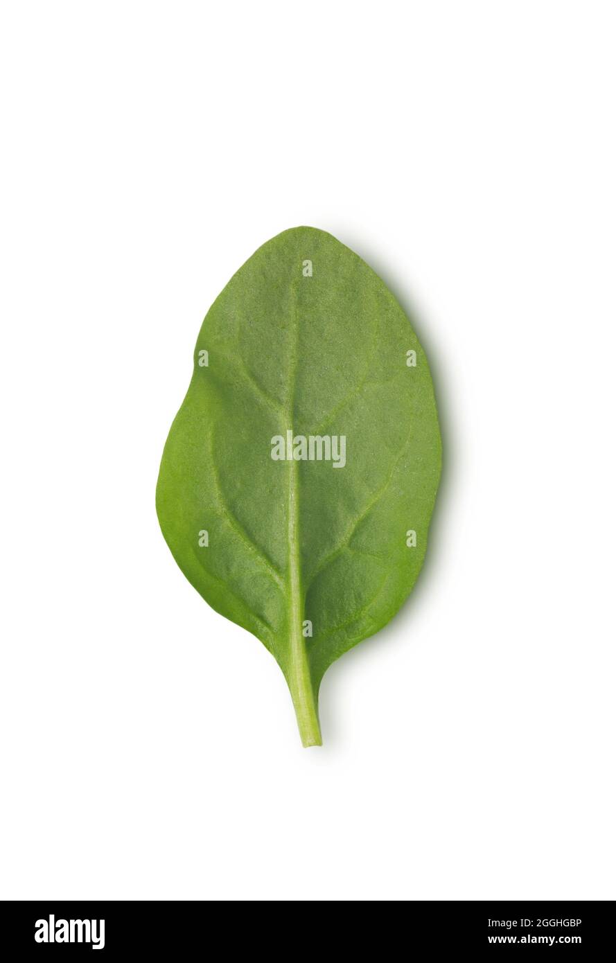 Foglia di spinaci verde su sfondo bianco, piatto Foto Stock