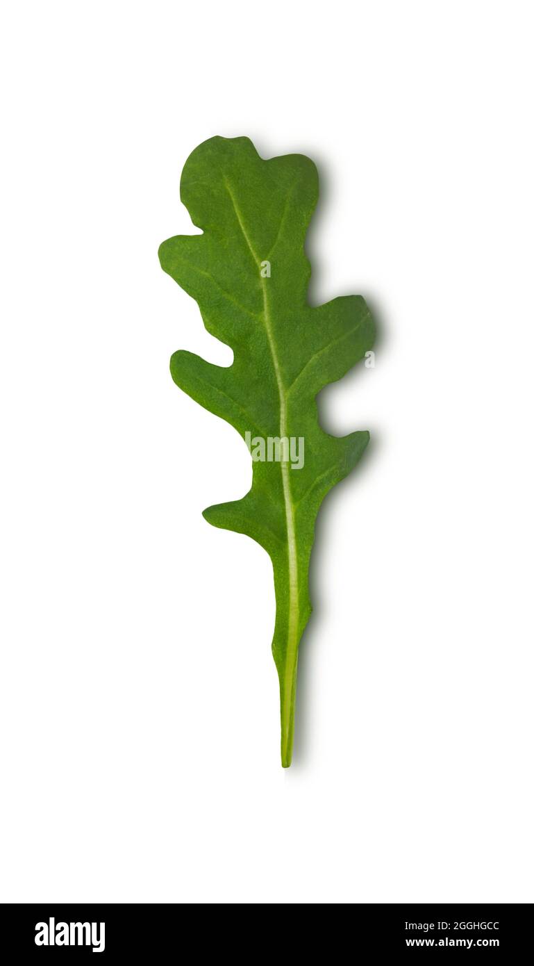 singola rucola verde lasciare isolato su sfondo bianco, piatto Foto Stock