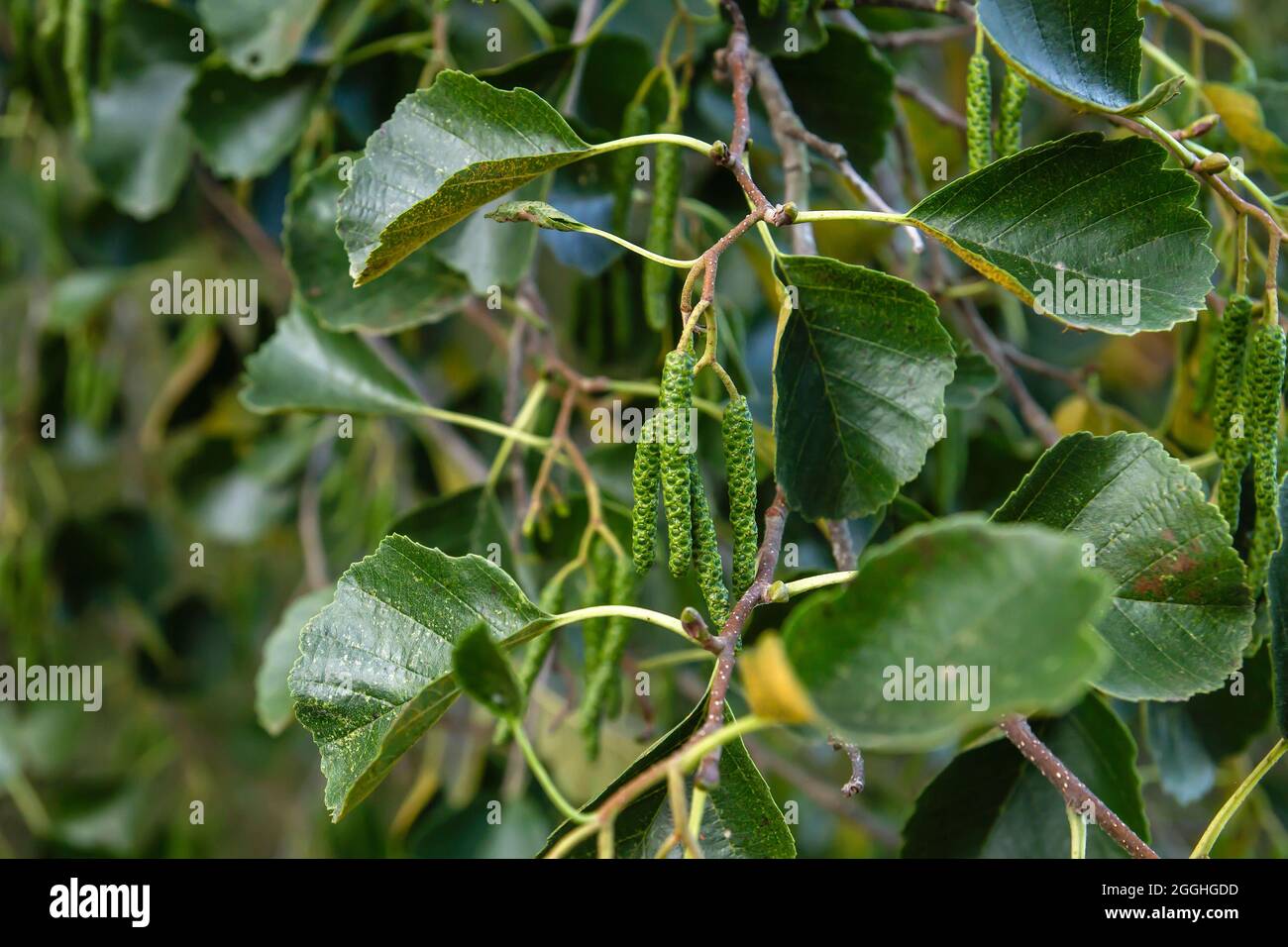 Alnus glutinosa europeo nero alder verde catkins e foglie Foto Stock