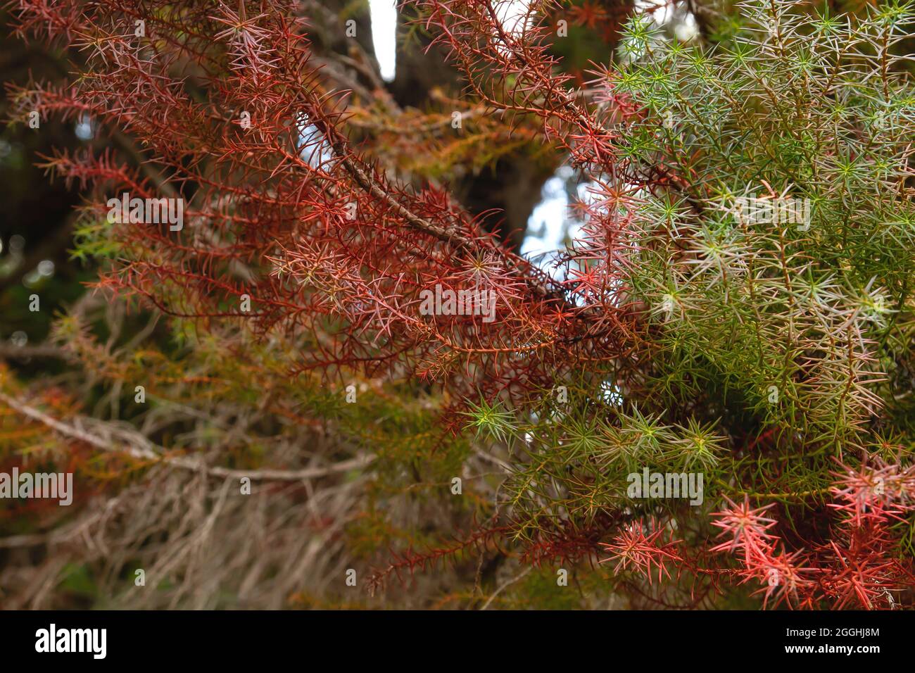 Cryptomeria japonica cedro giapponese sempreverde albero rosso e verde fogliame dettaglio Foto Stock