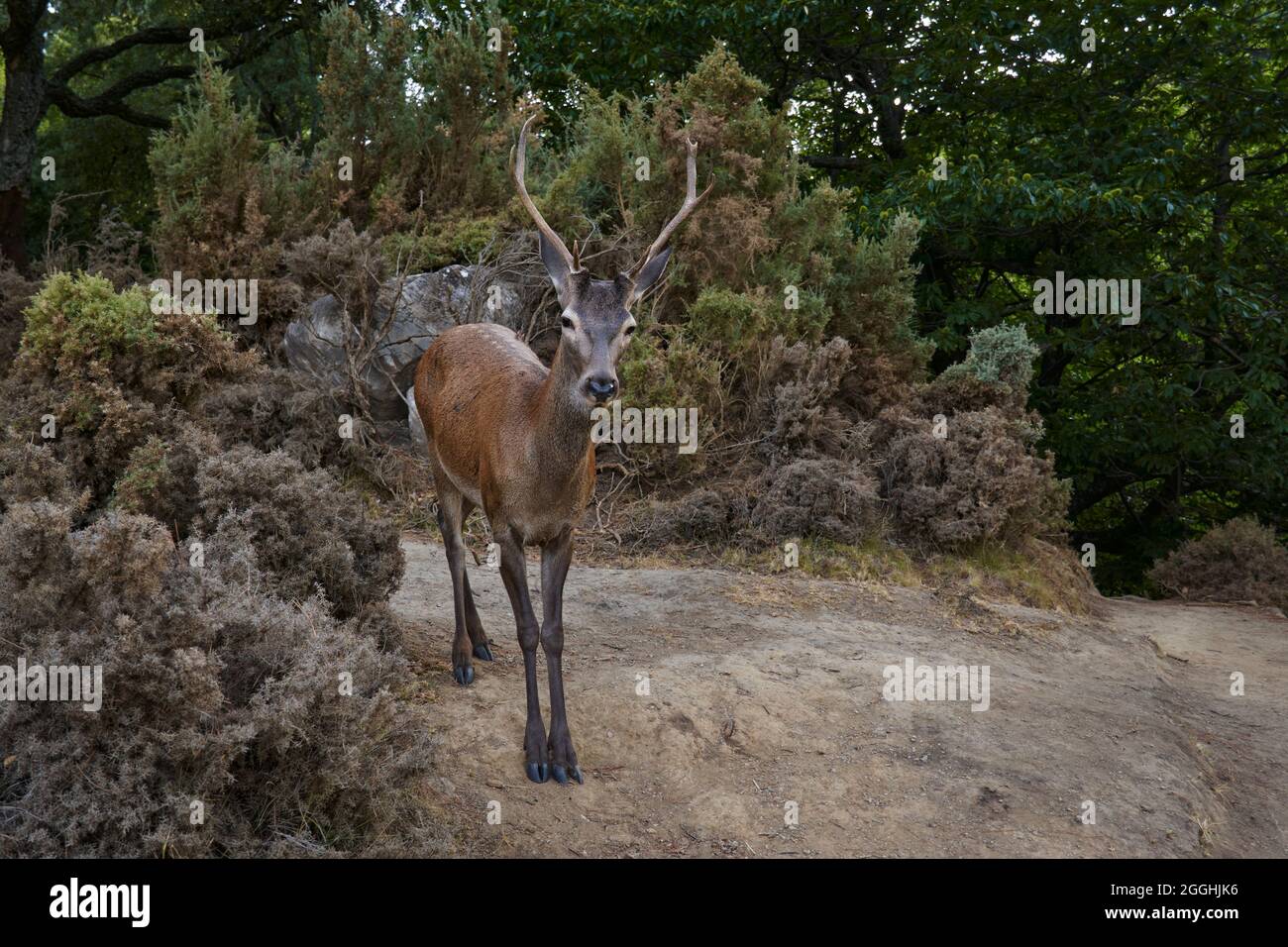 Cervi giovani (Cervus elaphus) nella foresta mediterranea di Ojen, Marbella. Andalusia, Spagna. Foto Stock