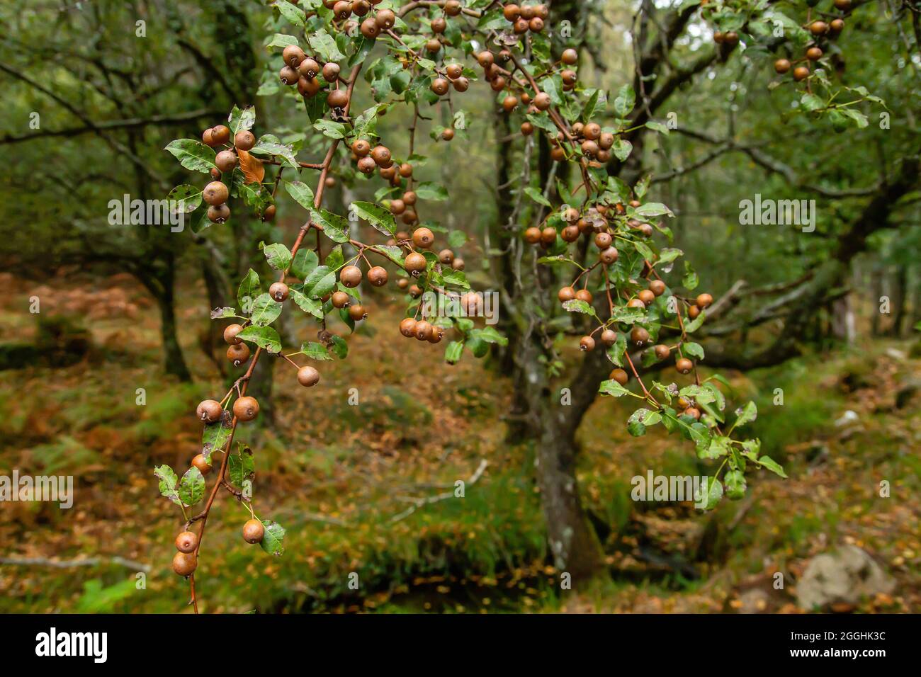 Cordata di Pyrus noto come Plymouth pera albero selvaggio fogliame con frutta Foto Stock