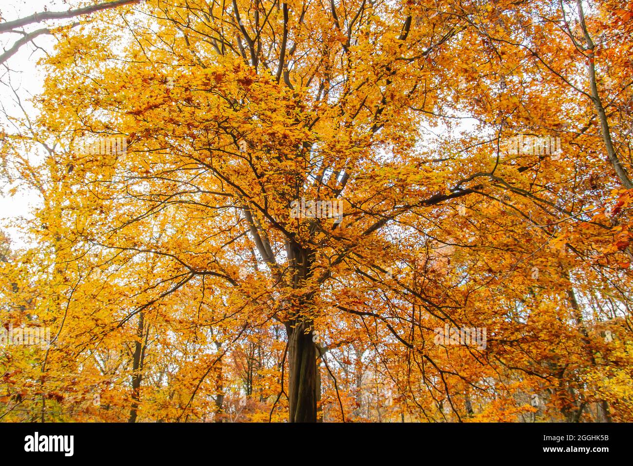 Fagus silvatica o faggio europeo con fogliame autunnale colorato Foto Stock