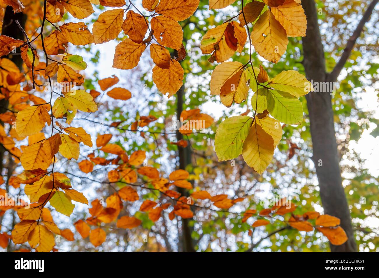 Fagus silvatica o faggio europeo autunnale colore fogliame Foto Stock
