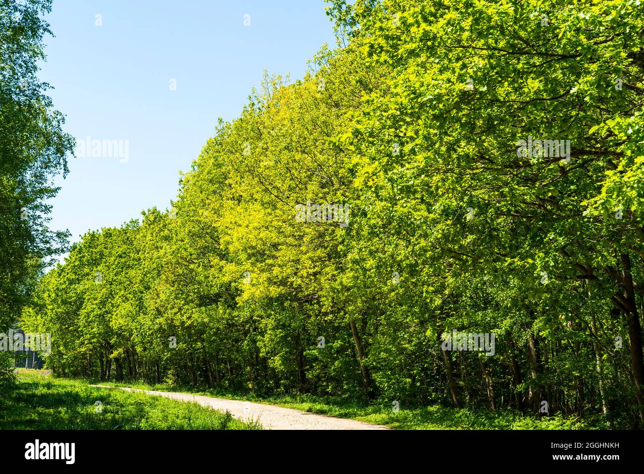 Sentiero che curva di fronte ad una fila di alberi molto verdi in luce solare brillante contro un cielo blu. Clowes Wood nel Kent, una foresta di boschi misti. Foto Stock