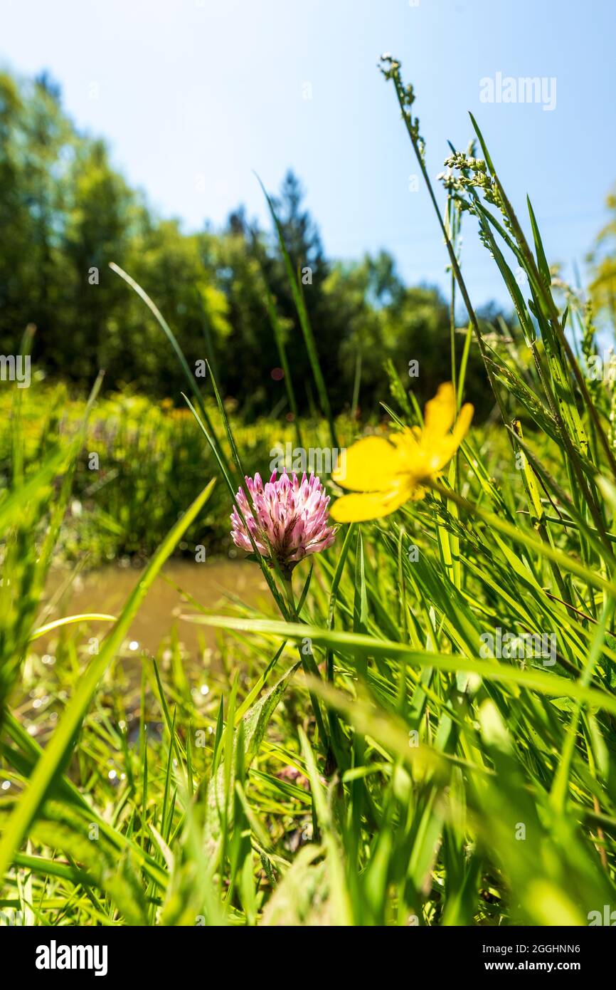 Angelo basso in primo piano di un singolo fiore selvatico Clover viola, Trifolium pratense. Vista attraverso il vetro sulla riva del fiume in luce solare brillante. Foto Stock