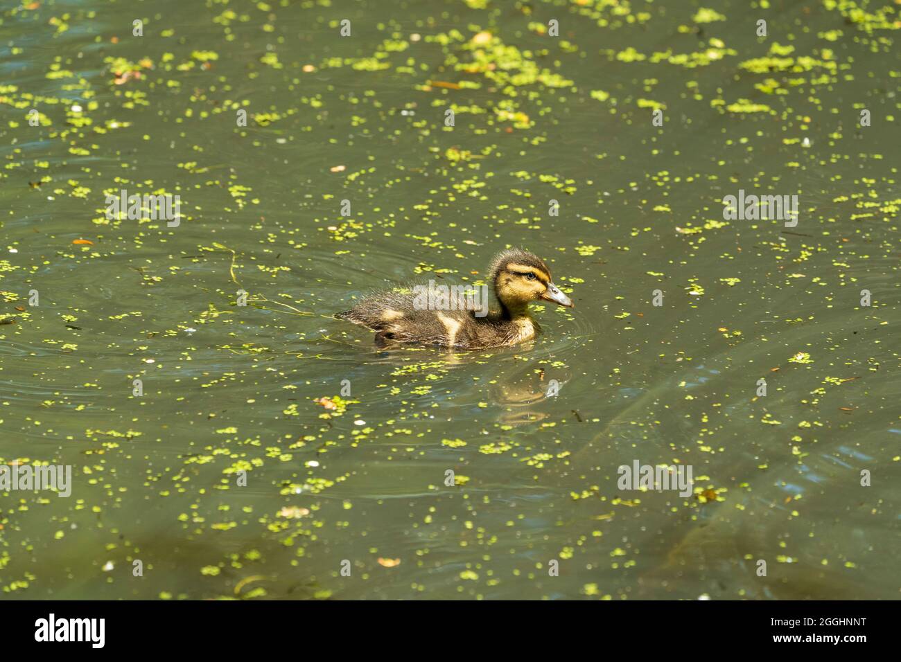 Baby mallard anatroccolo nuoto oltre lo spettatore su un laghetto di colore verde con anatra diffusa in estate. Foto Stock