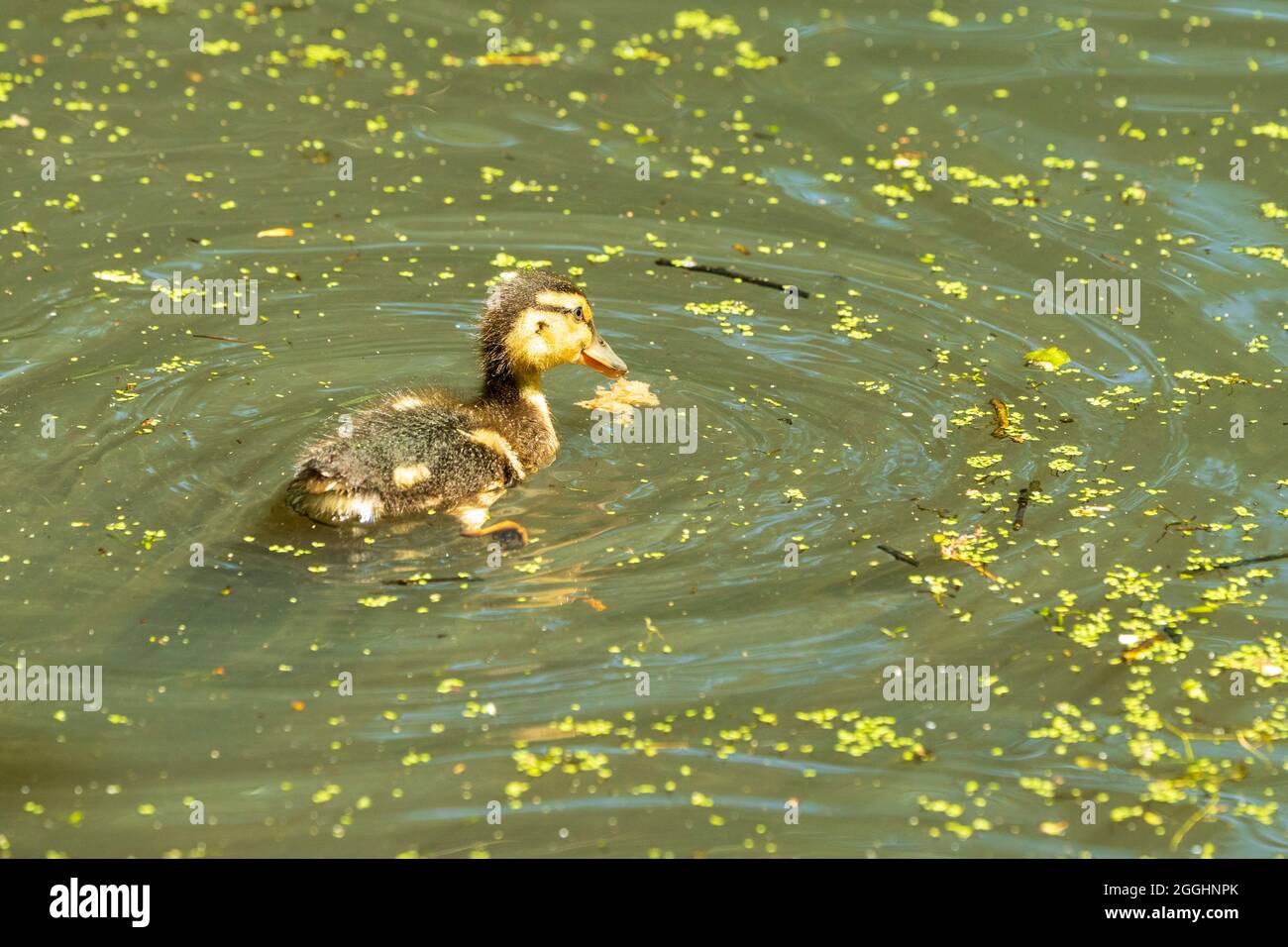 Baby mallard anatroccolo nuoto da parte dello spettatore su un laghetto di colore verde con anatra diffusa in estate. Foto Stock