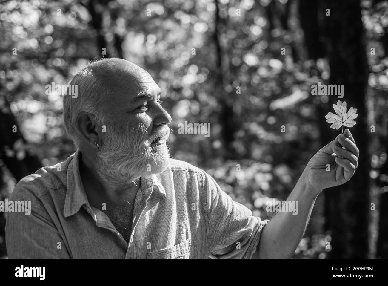 Esplora il mondo circostante. Pensionati escursioni nella foresta in sole giorno d'autunno. L'uomo gode della natura autunnale. Vecchio uomo raccogliere le foglie. Nonno bearded nella foresta Foto Stock