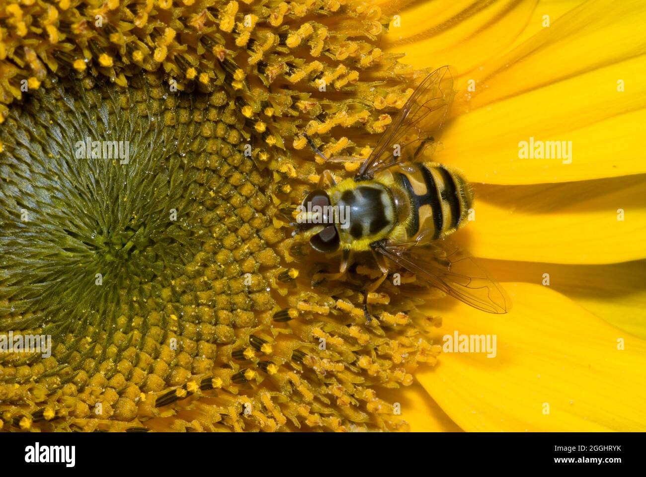 Batman Hoverfly (Myathropa floriea) Foto Stock