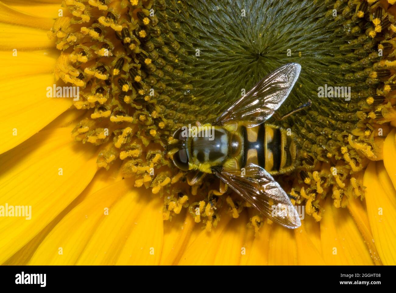 Batman Hoverfly (Myathropa floriea) Foto Stock