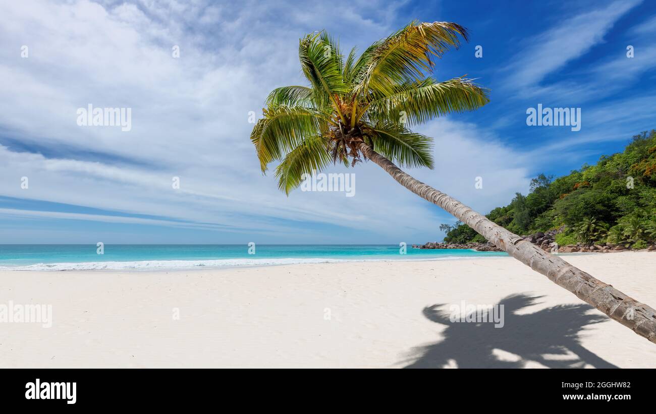 Albero di palma sulla spiaggia di sabbia bianca tropicale Foto Stock