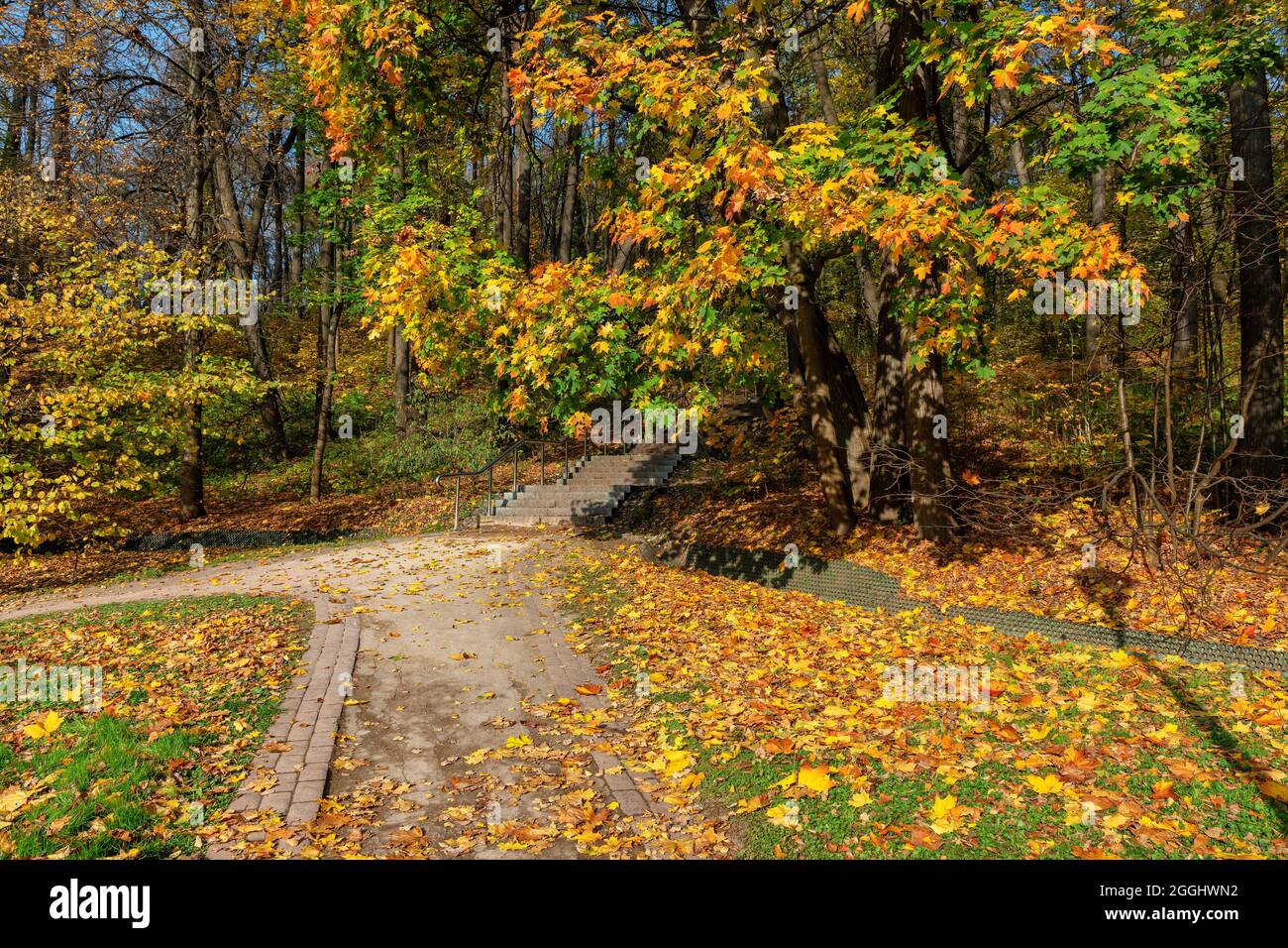 Spettacolare vista autunnale del vicolo nel parco in giorno di sole. Paesaggio autunnale. Foto Stock