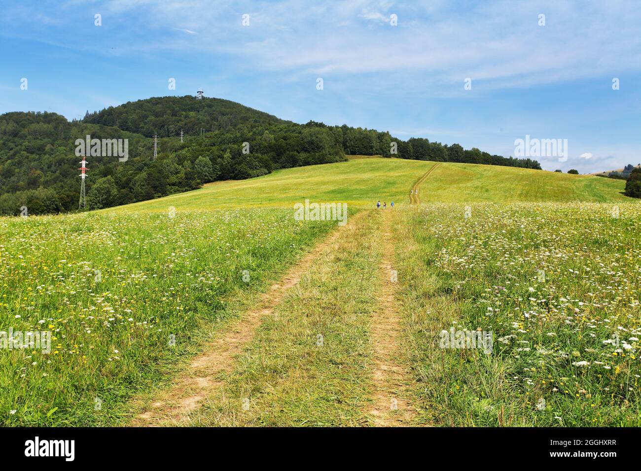 Fiori selvatici con sentiero in montagna Foto Stock