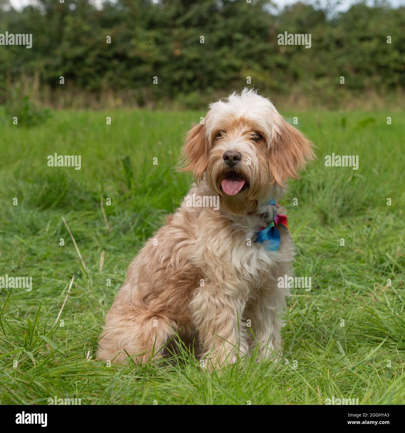 Cane con sfondo sfocato immagini e fotografie stock ad alta risoluzione ...