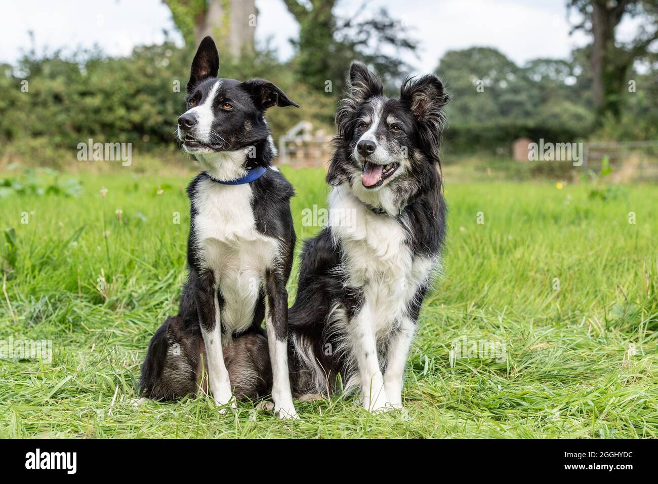 Due Border Collie cani Foto Stock