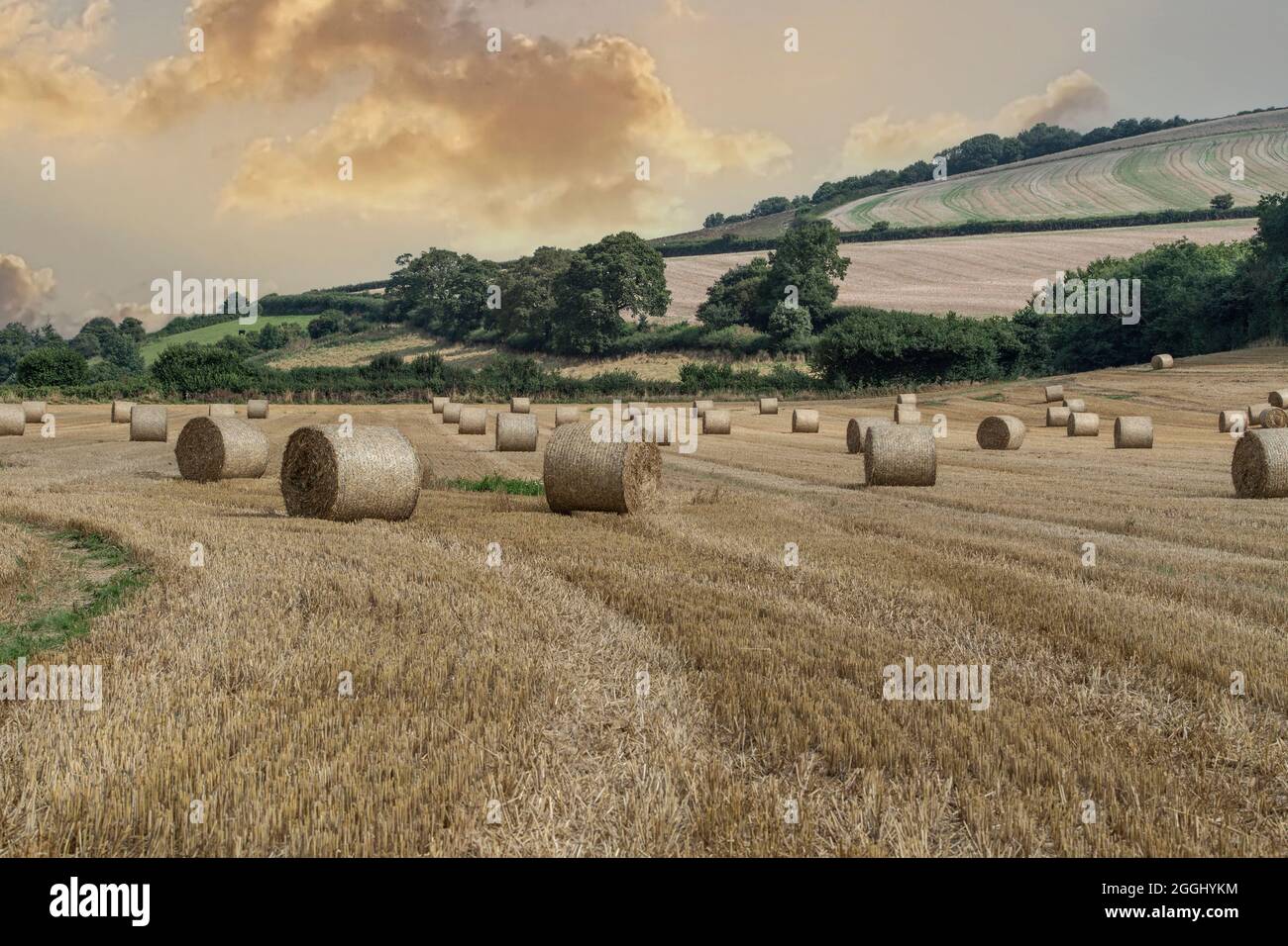 Campo di balle di paglia al Tramonto Foto Stock