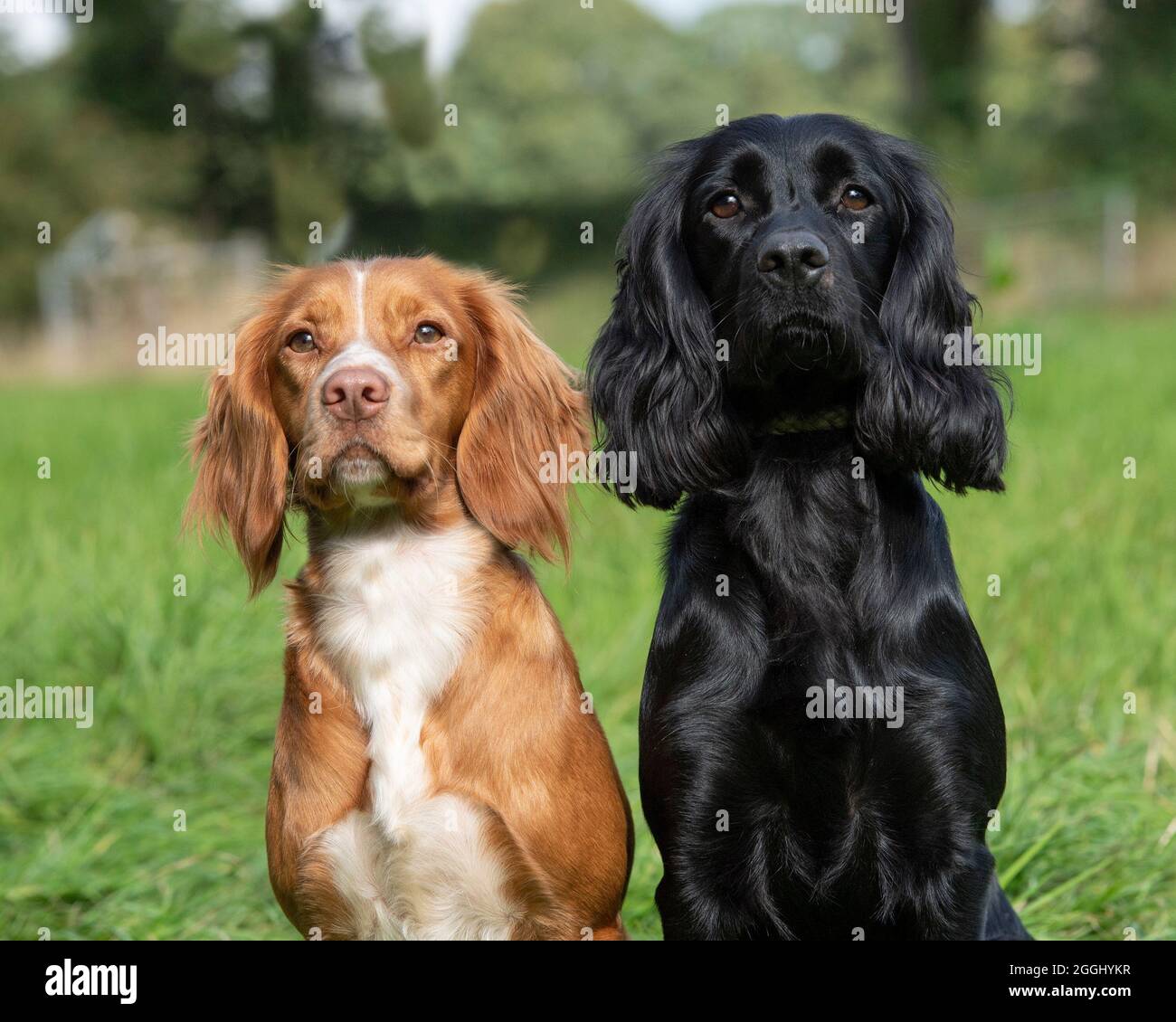 coppia di spaniel cokker funzionanti Foto Stock