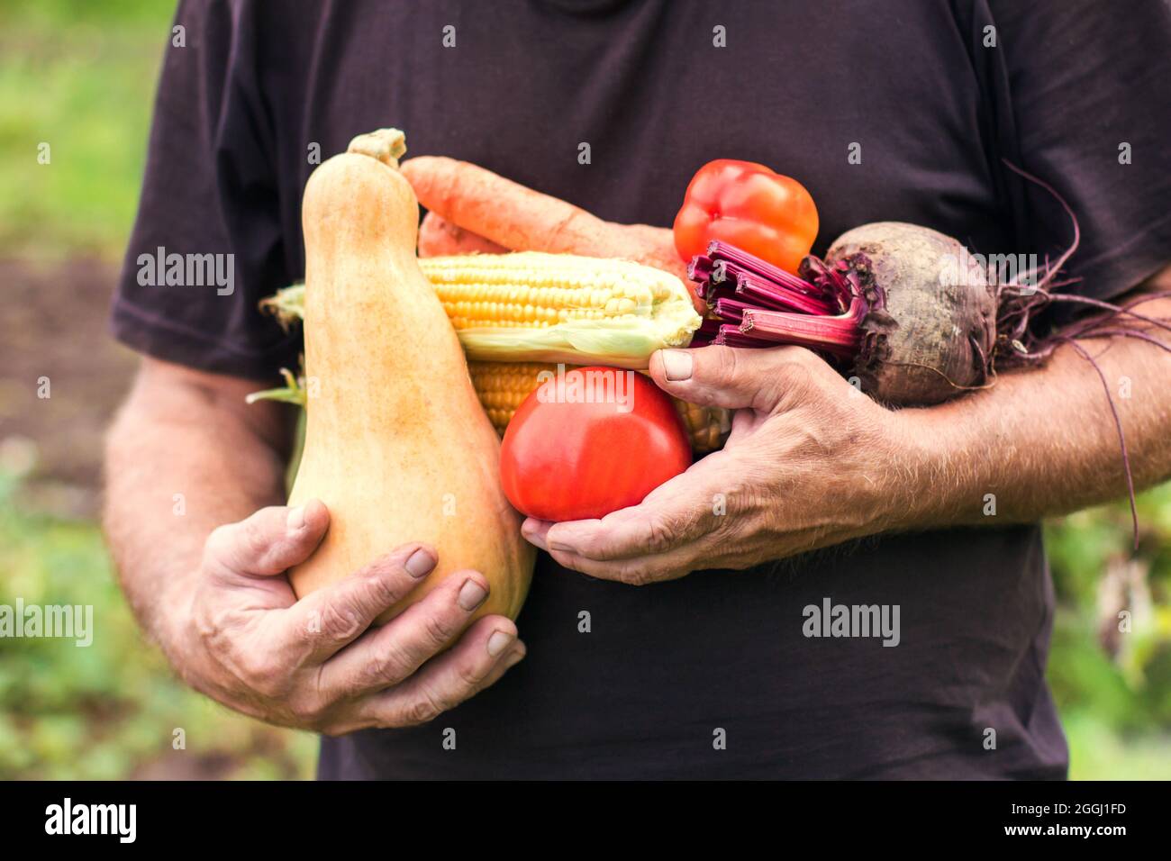 Le mani di un uomo anziano tengono un raccolto fresco di verdure. Il vostro giardino, raccolto, piante in crescita Foto Stock