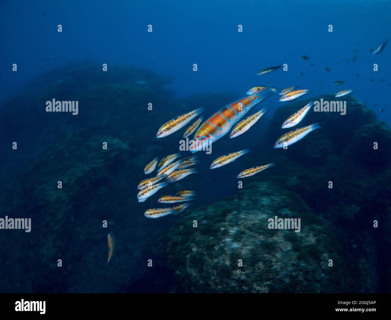 Scuola di wrasse ornato (Thalasoma pavo) nuotare nelle acque calde e limpide del Mar Mediterraneo. Foto Stock