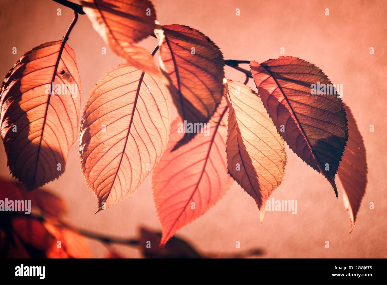 Foglie di caduta rosse retroilluminate su un ramo d'albero, sfondo rosa Foto Stock