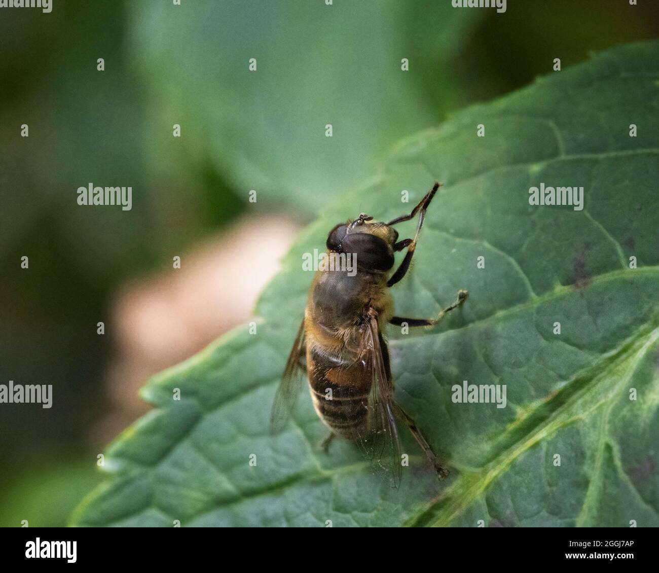 L'ape del miele pulisce il suo corpo leccando le sue gambe in un giardino britannico durante l'estate Foto Stock