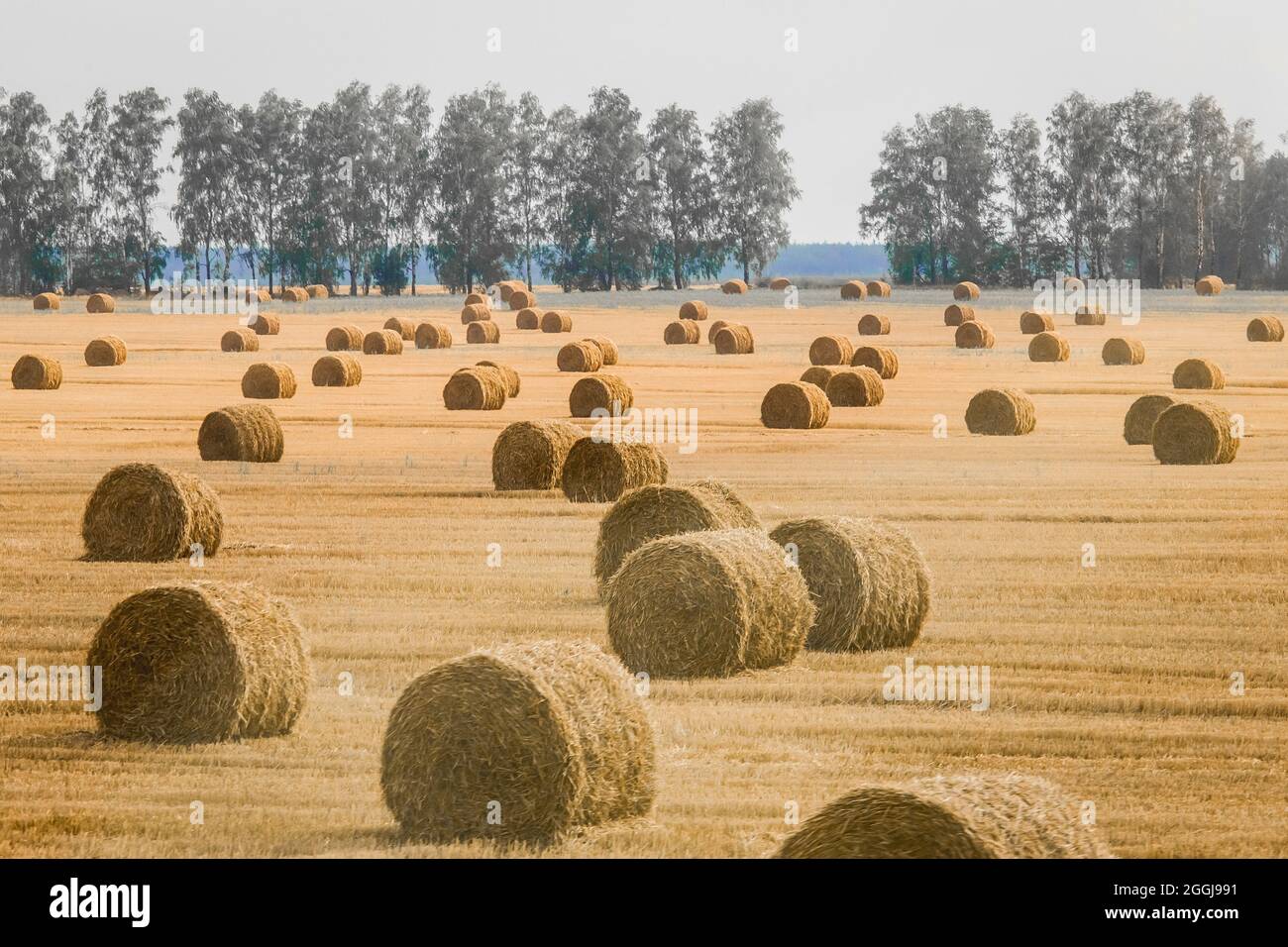 Pile, spirali di fieno in un grande campo di mais giallo. Deposito agricolo all'aria aperta. Foto Stock