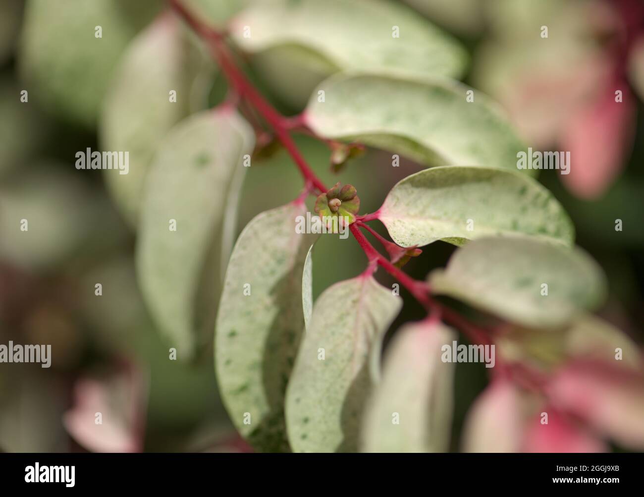 Breynia disticcha ornamentale cespuglio rosa foglie variegate naturale macro floreale sfondo Foto Stock