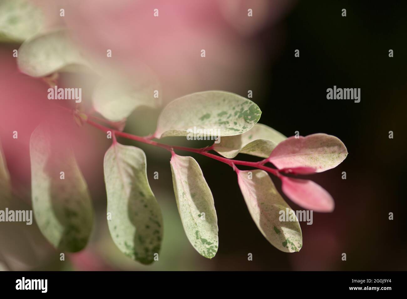 Breynia disticcha ornamentale cespuglio rosa foglie variegate naturale macro floreale sfondo Foto Stock