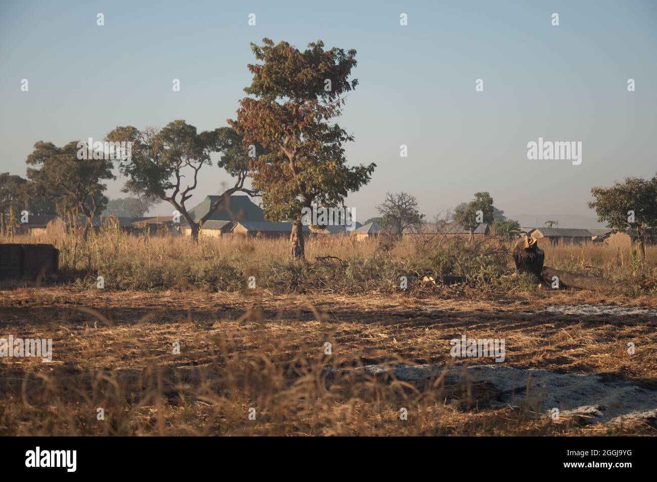 Sole di prima mattina nei campi sulla strada da Kaduna a Jos, Nigeria. Alberi e erba dorata, terra arata. Foto Stock