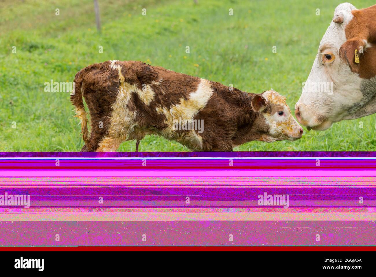 Vitello di nuova nascita sul pascolo, agricoltura biologica, agricoltura madre animale Foto Stock