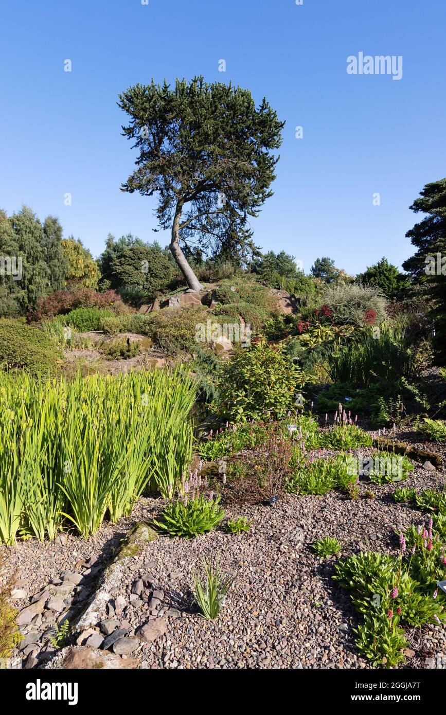 Il giardino di roccia, scena in estate nel Royal Botanic Garden Edinburgh, Edinburgh Scotland UK Foto Stock