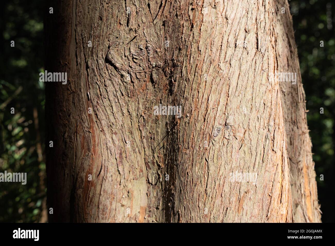 Primo piano della corteccia della sequoia dell'alba, Metasequoia Glyptostroboides, un conifera deciduo sulla lista in via di estinzione, che cresce in Scozia, Regno Unito Foto Stock