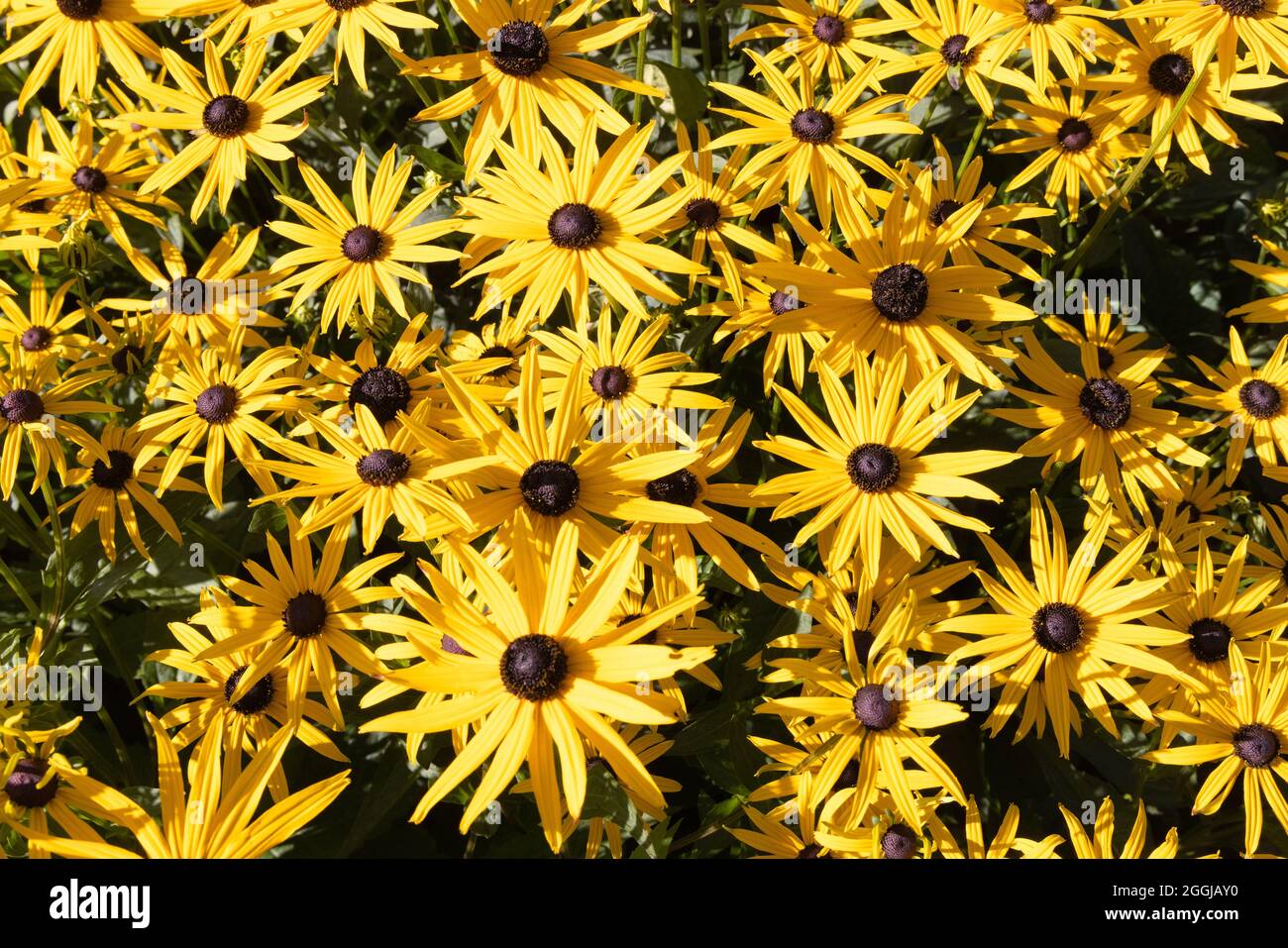 Giallo Rudbeckia Fulgida var.Sullivantii Goldsturm fiori, una fioritura perenne profusamente in estate, Scozia Regno Unito Foto Stock