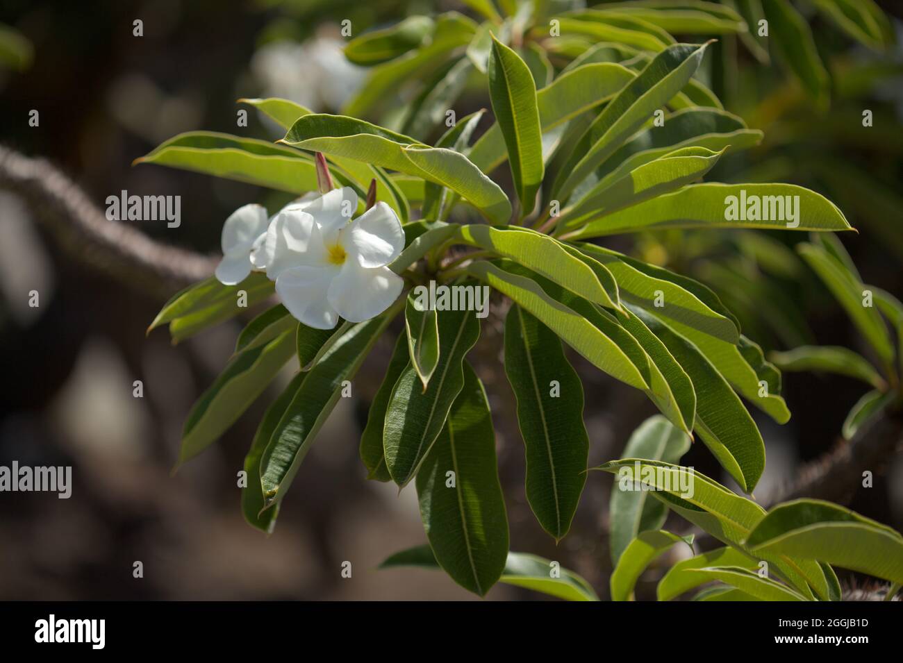 Fiori bianchi di Pachypodium lamerei, palma Madagascar naturale macro floreale sfondo Foto Stock