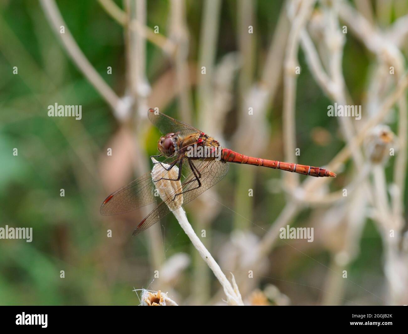 Una grande libellula arancione marrone appoggiata su un gambo di fiori primo piano Foto Stock